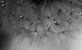 Dandelion seeds with drops of water. Royalty Free Stock Photo