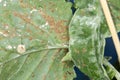 Macro close up view  orange and yellow aphids infestation Royalty Free Stock Photo