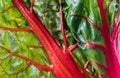 A macro close up view of a raw rainbow Swiss chard leaf. Royalty Free Stock Photo