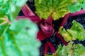 Macro close up view of red rhubarb crown growing out of a home garden. Selective focus, with red stalks and green leaves