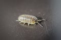 Macro close-up view of wood louse bug Royalty Free Stock Photo