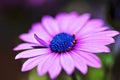 Macro close-up violet purple African Cape osteospermum daisy flower Royalty Free Stock Photo