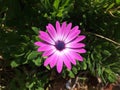 Macro close-up violet purple African Daisy in nature green leaf background. Royalty Free Stock Photo