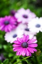 Macro close-up violet purple daisy flower Royalty Free Stock Photo