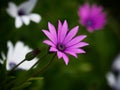 Macro close up of violet purple Osteospermum dimorphotheca ecklonis flower plant with green background in New Zealand Royalty Free Stock Photo