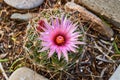 Macro Close up of Vivaparous foxtail cactus Escobaria vivipara . Texas Wildflowers