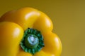 Macro close-up of wet yellow pepper on yellow background, horizontally