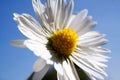 Macro close up of white daisy bellis perennis flowerhead against blue sky Focus on yellow pollen Royalty Free Stock Photo