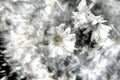 Macro Close up of White Daisy Flower Through Prism Glass Royalty Free Stock Photo