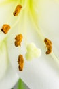 Macro close up of the white day lily flower Royalty Free Stock Photo