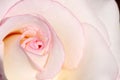 Macro close up of white and pink rose petal in sunlight Royalty Free Stock Photo