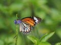 Macro close-up of a white tiger butterfly standing on a small, purple flower