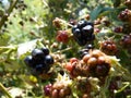 Macro Close Up of Wild Blackberry Fruit on Green Background