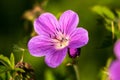 Close-up of A Wild Purple Geranium Flower Royalty Free Stock Photo