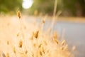 Macro close up of wild grass seed in rural countryside Royalty Free Stock Photo