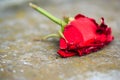 Macro close-up of withering dying red rose