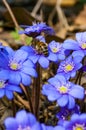 Macro close-up of worker bee collecting nectar from the first blooming tender Hepatica Snowdrop blue violet flowers in early