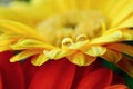 Macro close up of yellow gerbera with rain drops on the petals of the flower Royalty Free Stock Photo