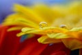 Macro close up of yellow gerbera with rain drops on the petals of the flower Royalty Free Stock Photo