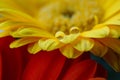 Macro close up of yellow gerbera with rain drops on the petals of the flower Royalty Free Stock Photo