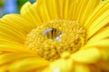 Macro close up of yellow gerbera with rain drops on the stamen at the centre of the flower Royalty Free Stock Photo