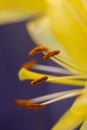 Macro close-up of yellow lillies Royalty Free Stock Photo