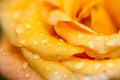 Macro close up on yellow orange rose with dew drops Royalty Free Stock Photo