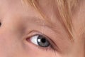 Macro close up young child blonde boys grey eye, blonde eyebrows and brown lashes. Caucasian light skin. Eye health care Royalty Free Stock Photo