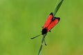 Zygaena pseudorubicundus , burnet moth on grass