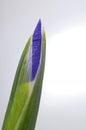 Macro of closed blue iris flower and white spot Royalty Free Stock Photo