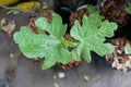 Closed-up young fresh fig leaves on the fig tree in a pot Royalty Free Stock Photo