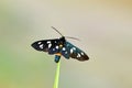 Amata nigricornis , Tiger moth sitting on grass tip in green pale bokeh background