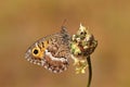 Arethusana arethusa , the false grayling butterfly , butterflies of Iran Royalty Free Stock Photo