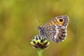 Arethusana arethusa , the false grayling butterfly , butterflies of Iran Royalty Free Stock Photo