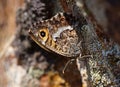 Arethusana arethusa , the false grayling butterfly camouflage Royalty Free Stock Photo