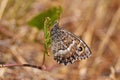 Arethusana arethusa , the false grayling butterfly , butterflies of Iran Royalty Free Stock Photo