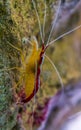 Macro closeup of a atlantic cleaner shrimp, colorful prawn from the atlantic ocean