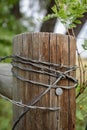 Macro closeup of a barbed wire wrapped wooden fence post Royalty Free Stock Photo