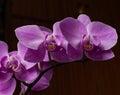 Macro closeup of a beautiful bright pink blue purple dendrobium orchid flower branch plant with green leaves isolated on white Royalty Free Stock Photo