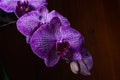 Macro closeup of a beautiful bright pink blue purple dendrobium orchid flower branch plant with green leaves isolated on white Royalty Free Stock Photo