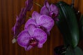 Macro closeup of a beautiful bright pink blue purple dendrobium orchid flower branch plant with green leaves isolated on white Royalty Free Stock Photo