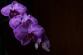 Macro closeup of a beautiful bright pink blue purple dendrobium orchid flower branch plant with green leaves isolated on white Royalty Free Stock Photo