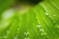 Macro closeup of Beautiful fresh green leaf banana with drop of water after the rain in morning sun nature background Royalty Free Stock Photo