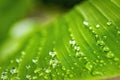 Macro closeup of Beautiful fresh green leaf banana with drop of water after the rain in morning sun nature background Royalty Free Stock Photo