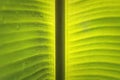 Macro closeup of Beautiful fresh green leaf banana with drop of water after the rain in morning sun nature background Royalty Free Stock Photo