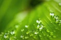 Macro closeup of Beautiful fresh green leaf banana with drop of water after the rain in morning sun nature background Royalty Free Stock Photo