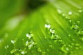 Macro closeup of Beautiful fresh green leaf banana with drop of water after the rain in morning sun nature background Royalty Free Stock Photo