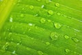 Macro closeup of Beautiful fresh green leaf banana with drop of water after the rain in morning sun nature background Royalty Free Stock Photo