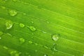 Macro closeup of Beautiful fresh green leaf banana with drop of water after the rain in morning sun nature background Royalty Free Stock Photo