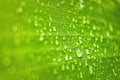 Macro closeup of Beautiful fresh green leaf banana with drop of water after the rain in morning sun nature background Royalty Free Stock Photo